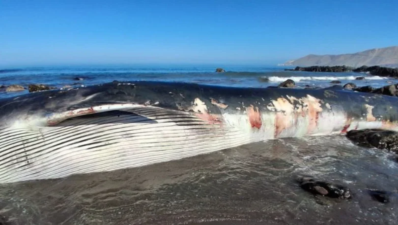 /encuentran-ejemplar-de-ballena-fin-de-16-metros-muerto-en-la-costa-de