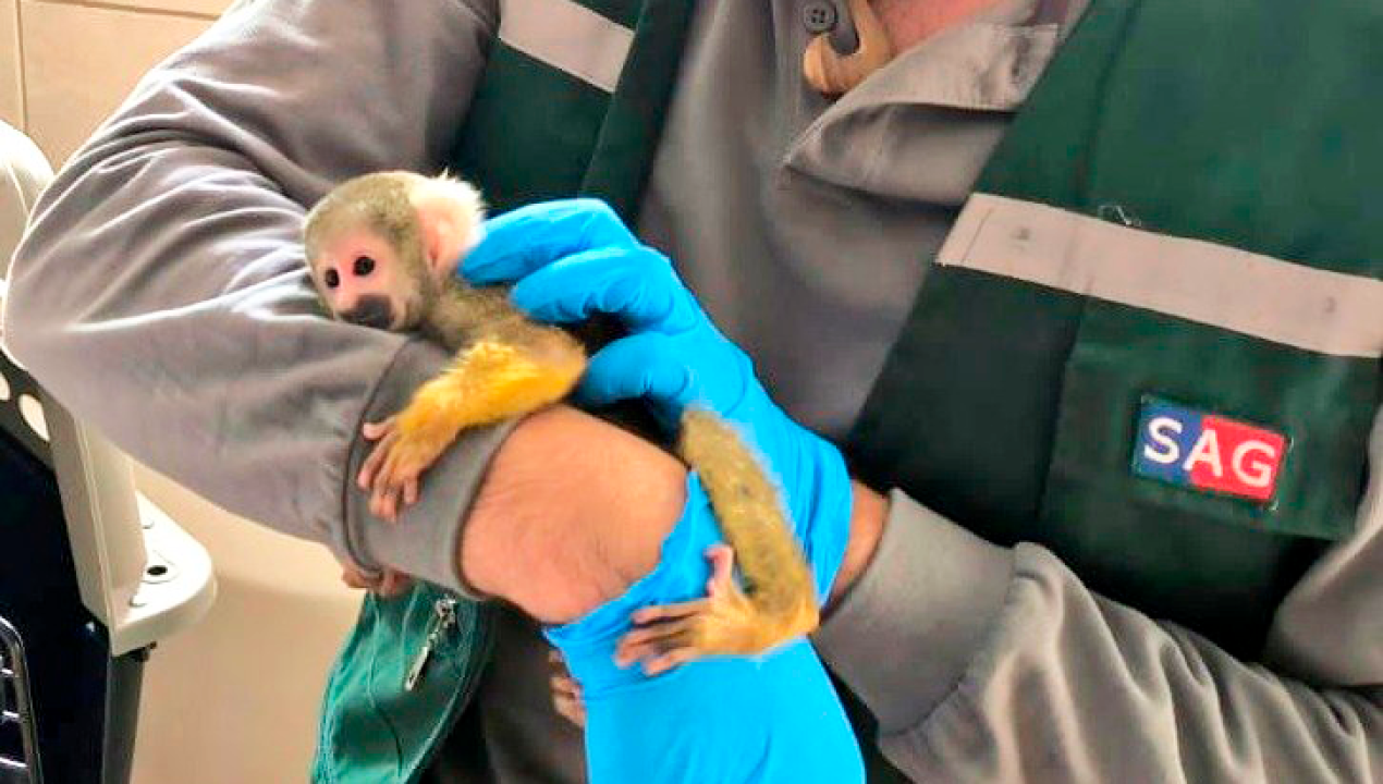 /regionales/region-de-tarapaca/mono-ardilla-es-encontrado-merodeando-por-iquique-fue-enviado-a-bolivia