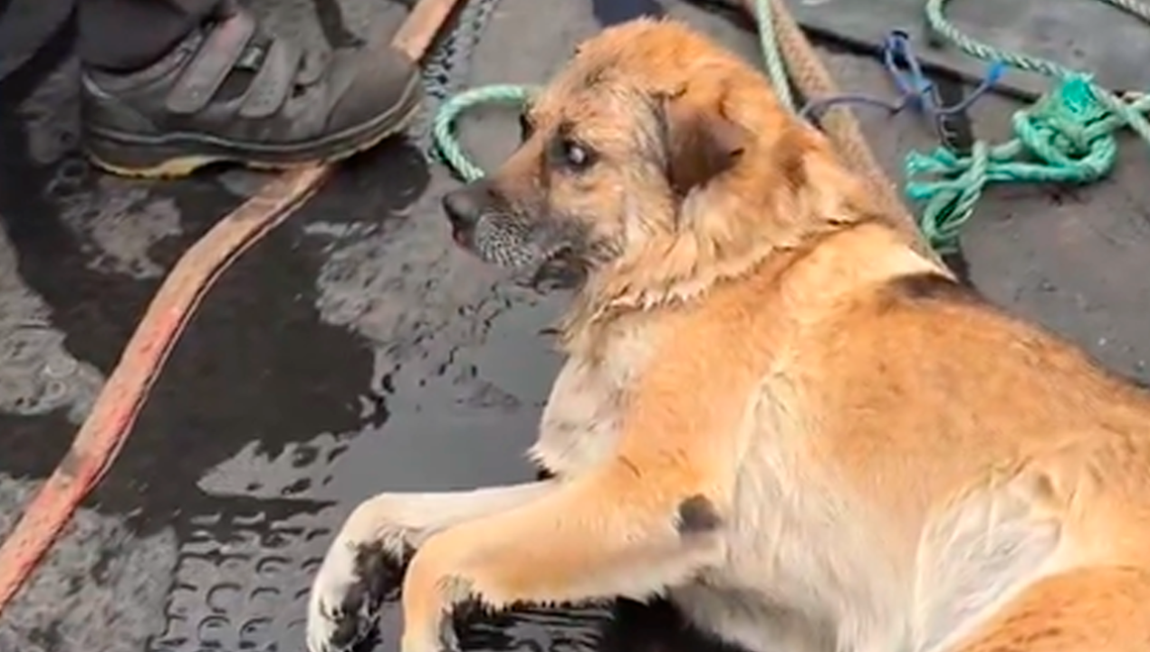 /regionales/region-del-biobio/rescatan-a-perrito-ciego-que-nadaba-desorientado-en-el-mar-de-talcahuano