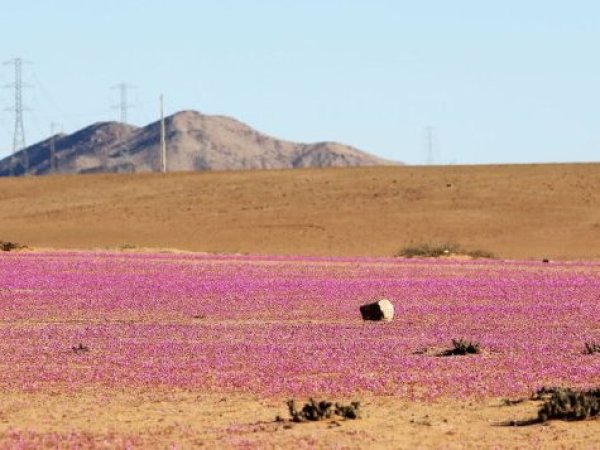 Centro Alemán de Investigación analizó hábitat microbiano del Desierto de Atacama