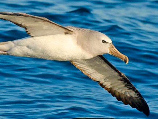 Albatros de Frente Blanca: La nidificación en Chile de ave marina de Nueva Zelanda