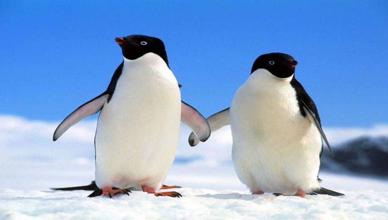 /tendencias/ciencia/descubren-que-excrementos-de-pinguinos-crean-un-escudo-natural-contra-el