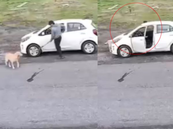 Indignación en Los Ángeles: hombre golpeó a un perro con herramienta agrícola
