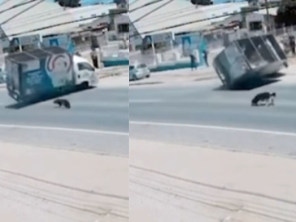 Impactante accidente en El Quisco: camión de gas volcó al evitar atropellar a un perro