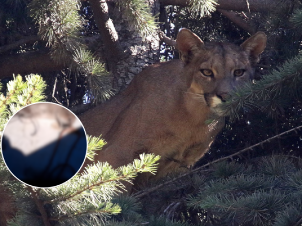 Denuncian matanza de pumas protegidos y lanzamiento de sus cuerpos al río Puelo