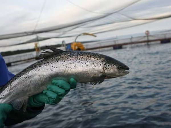 Baja de oxígeno provoca mortalidad de 283 toneladas de salmones en centro de cultivo de Quinchao