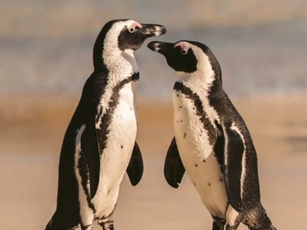 Pingüino de Humboldt es declarado Monumento Natural y suma máxima protección legal