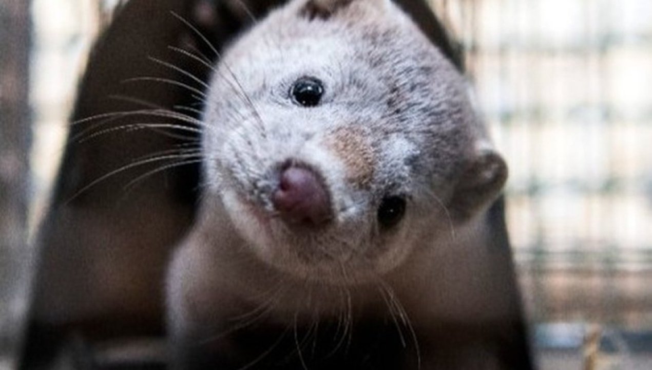 /actualidad/animales/plaga-de-visones-el-desafio-que-ambiental-que-chile-no-logra-frenar