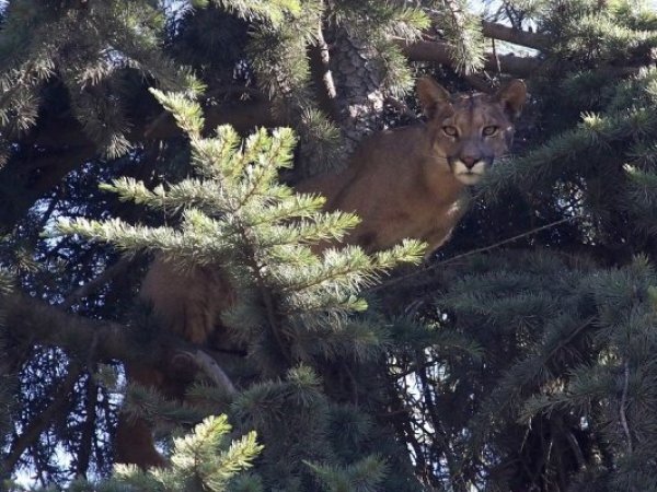 Aumentan reportes de pumas cerca de viviendas en San Fernando y la Región Metropolitana