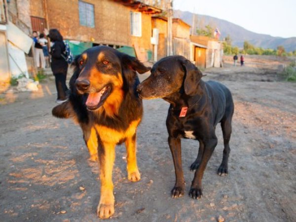 Especialistas llaman a adaptar la alimentación de los perros para una vejez más saludable