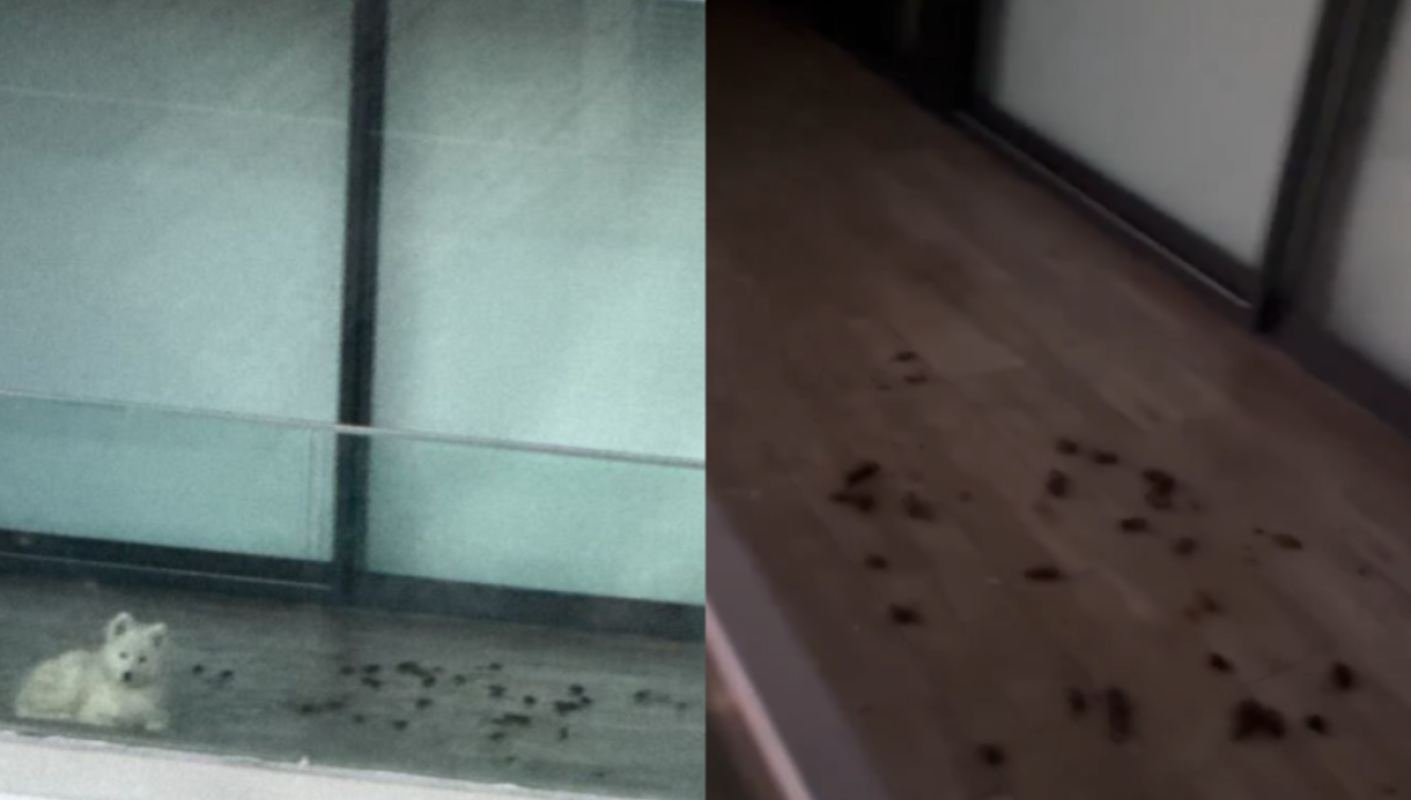 /magazine/influencer-venezolana-es-acusada-por-tener-a-su-cachorro-en-insalubres