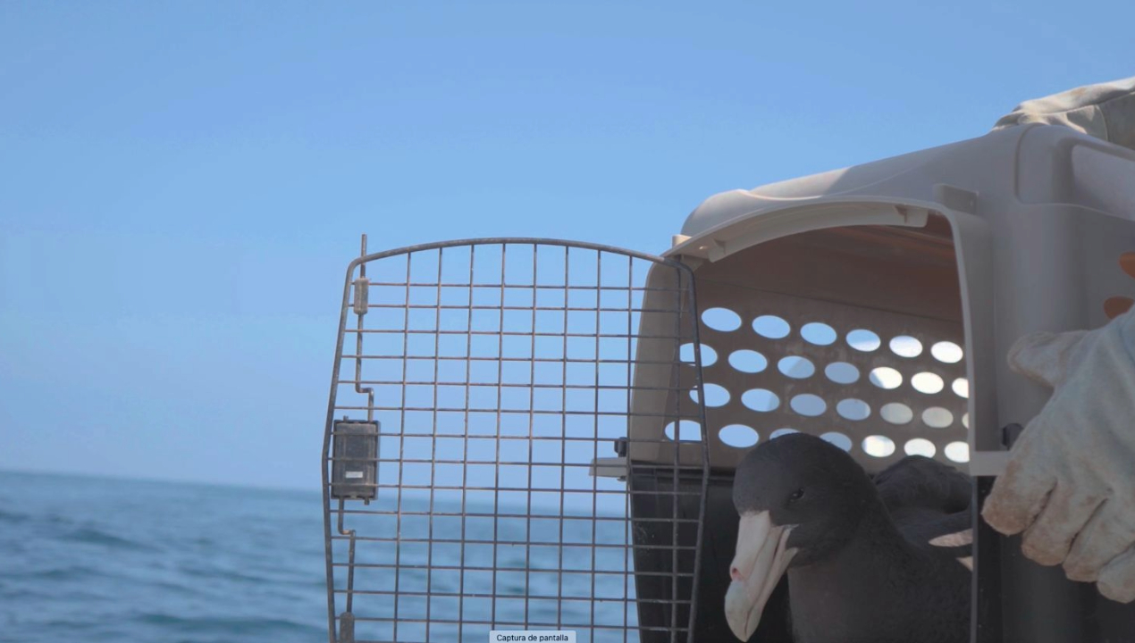 /antofagasta-liberan-ave-que-varo-en-la-costa-por-perforacion-de-anzuelo-en